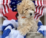 Small #4 ShihPoo