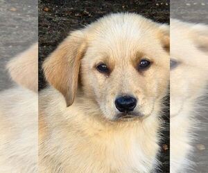 German Shepherd Dog-Golden Retriever Mix Puppy for sale in MODESTO, CA, USA