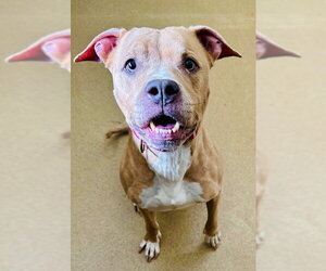 American Pit Bull Terrier Dogs for adoption in Derwood, MD, USA