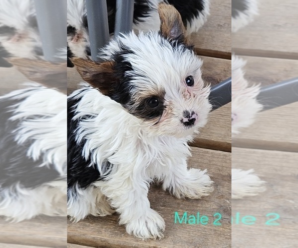 Medium Photo #1 Yorkshire Terrier Puppy For Sale in CONKLIN, NY, USA