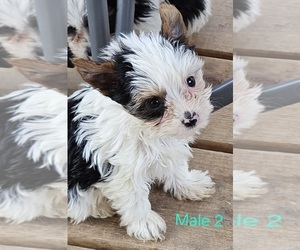 Yorkshire Terrier Puppy for sale in CONKLIN, NY, USA