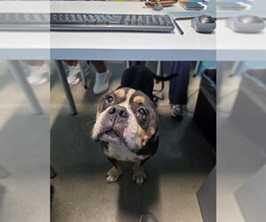 American Pit Bull Terrier Dogs for adoption in Houston, TX, USA