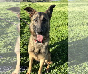 Mutt Dogs for adoption in Petaluma, CA, USA