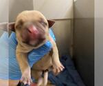 A613203 - Female Mutt Dog for Adoption - Small photo