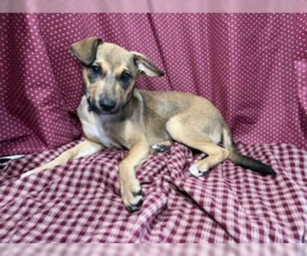 Medium Photo #3 Jack Russell Terrier-Unknown Mix Puppy For Sale in Pleasanton, TX, USA