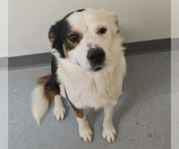Medium Photo #1 Australian Shepherd-Unknown Mix Puppy For Sale in Minneapolis, MN, USA