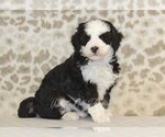 Small #3 Miniature Bernedoodle