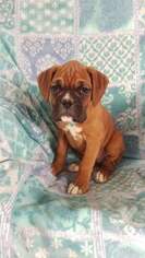 Boxer Puppy for sale in BEARTOWN, PA, USA