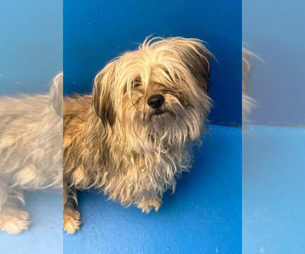 Medium Photo #1 Shih Tzu-Unknown Mix Puppy For Sale in Calgary, Alberta, Canada