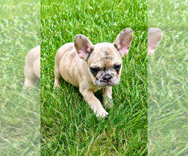 Medium Photo #9 French Bulldog Puppy For Sale in FAIR HAVEN, MI, USA