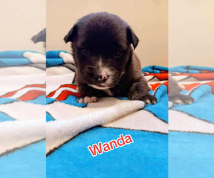 Border Collie Dogs for adoption in Holly Springs, NC, USA