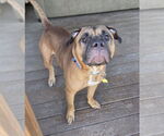 Small Boxer Mix