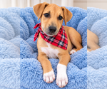 Small Photo #3 Border Collie-Unknown Mix Puppy For Sale in Mt. Laurel, NJ, USA