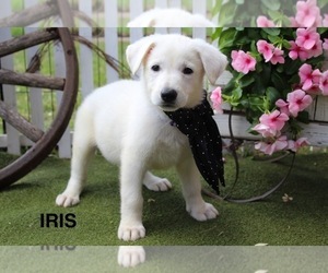 German Shepherd Dog Puppy for sale in GRIFFIN, GA, USA