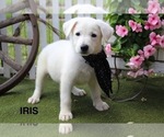 Image preview for Ad Listing. Nickname: Iris
