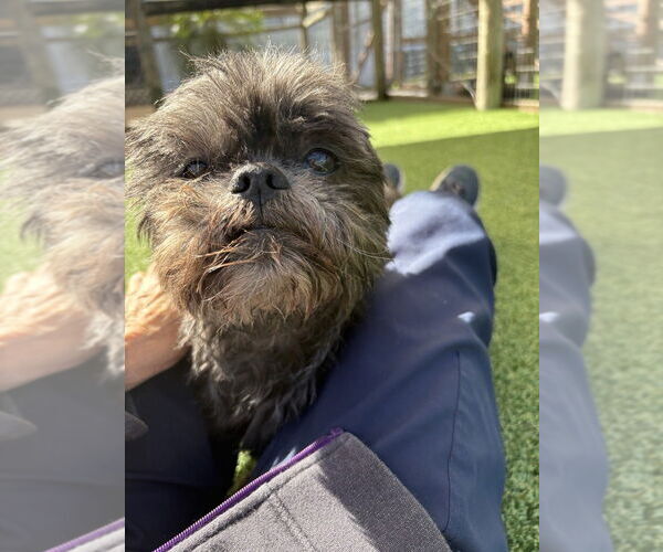 Medium Photo #3 Shih Tzu Puppy For Sale in oakland, FL, USA