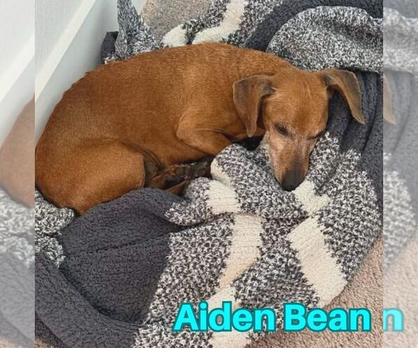 Medium Photo #7 Dachshund Puppy For Sale in San Antonio, TX, USA