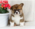 Puppy Sally Pembroke Welsh Corgi