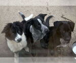 Small #2 Border Collie Mix