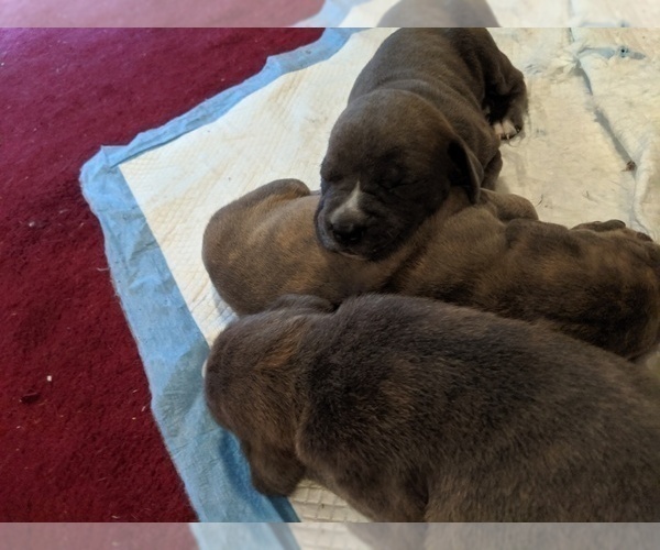 Medium Photo #4 Boxer-Cane Corso Mix Puppy For Sale in CONTOOCOOK, NH, USA