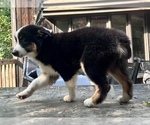 Small Photo #13 Australian Shepherd Puppy For Sale in AKRON, OH, USA