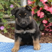 Small German Shepherd Dog