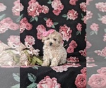 Small Photo #1 Bichpoo Puppy For Sale in NEW HOLLAND, PA, USA