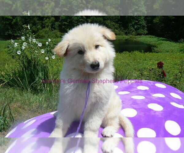 Medium Photo #10 German Shepherd Dog Puppy For Sale in PIEDMONT, MO, USA