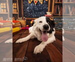 Small #5 Great Pyrenees Mix