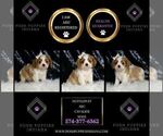 Small #1 Cavalier King Charles Spaniel