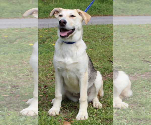 Medium Photo #3 Gerberian Shepsky Puppy For Sale in Prattville, AL, USA