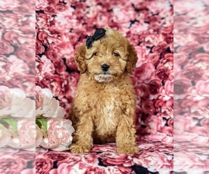 Poodle (Miniature) Puppy for sale in CHRISTIANA, PA, USA