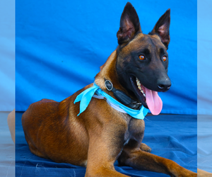 Mutt Dogs for adoption in Pasadena, CA, USA