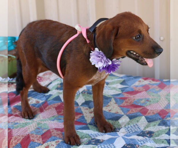 Medium Photo #4 Dachshund Puppy For Sale in Bandera, TX, USA