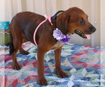 Small #3 Dachshund