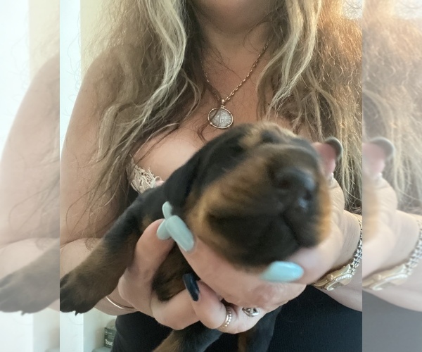 Medium Photo #13 Doberman Pinscher Puppy For Sale in ACTON, ME, USA