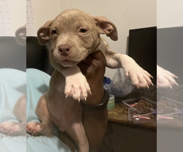 Medium Photo #37 American Bully Puppy For Sale in BUFFALO, NY, USA