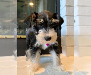 Schnauzer (Miniature) Puppy for sale in BROKEN ARROW, OK, USA