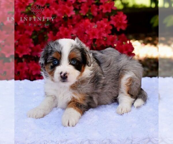 Medium Photo #4 Aussiedoodle Miniature  Puppy For Sale in SUNBURY, PA, USA