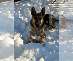 German Shepherd Dog Puppy for sale in CHICAGO, IL, USA
