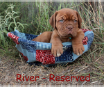 Small #4 Dogue de Bordeaux