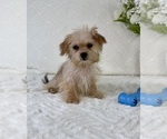 Small #1 Shorkie Tzu