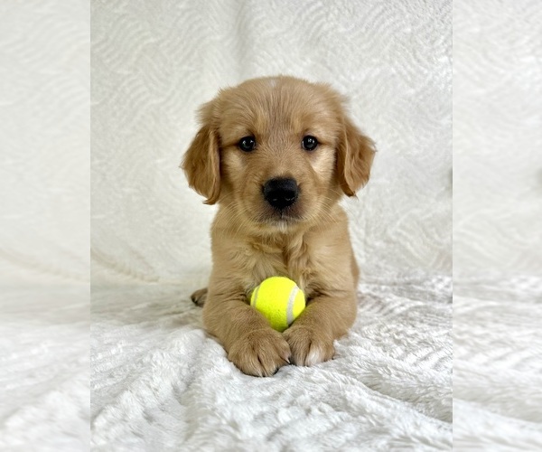 Medium Photo #3 Golden Retriever Puppy For Sale in GREENFIELD, IN, USA