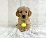 Small #1 Golden Retriever