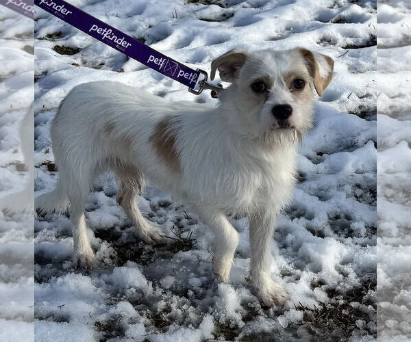 Medium Photo #1 Mutt Puppy For Sale in Newfield, NJ, USA