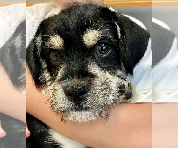 Medium Photo #2 Mutt Puppy For Sale in Bellevue, WA, USA