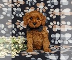 Small Photo #2 Cavapoo Puppy For Sale in KIRKWOOD, PA, USA