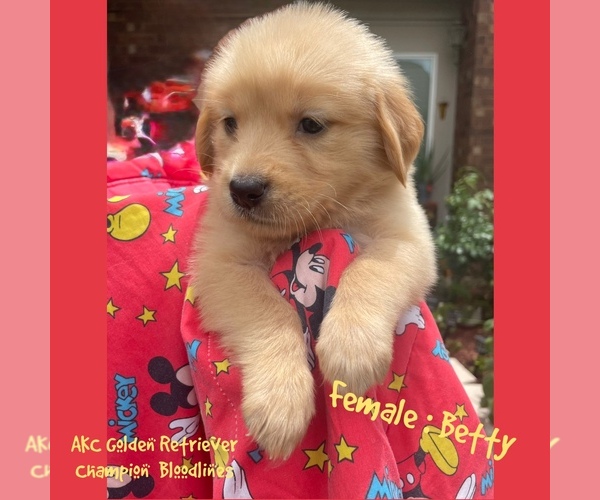 Medium Photo #1 Golden Retriever Puppy For Sale in SUGAR LAND, TX, USA