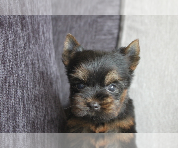 Medium Photo #1 Yorkshire Terrier Puppy For Sale in CHICAGO, IL, USA