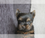 Small Photo #1 Yorkshire Terrier Puppy For Sale in CHICAGO, IL, USA